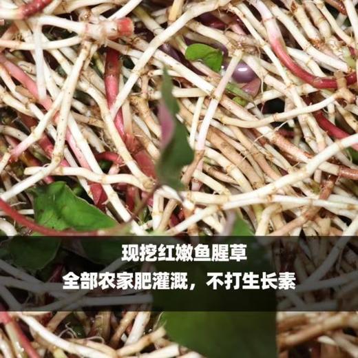香辣鱼腥草 460g/瓶 商品图4