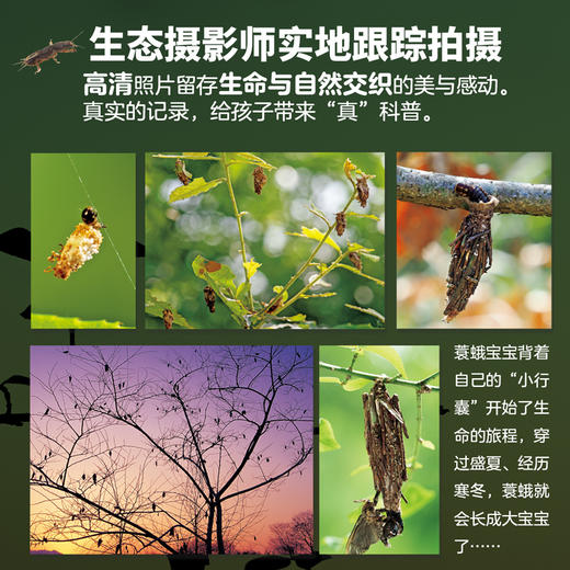 生命的故事（第五辑·全六册）昆虫科普百科 商品图4