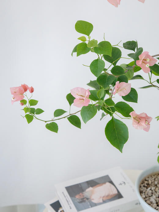 三角梅 商品图2