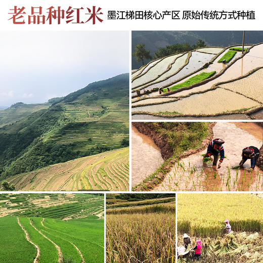 璞匠墨江梯田红米官方旗舰店云南特产月子米胭脂米糙米新米红软米 商品图1