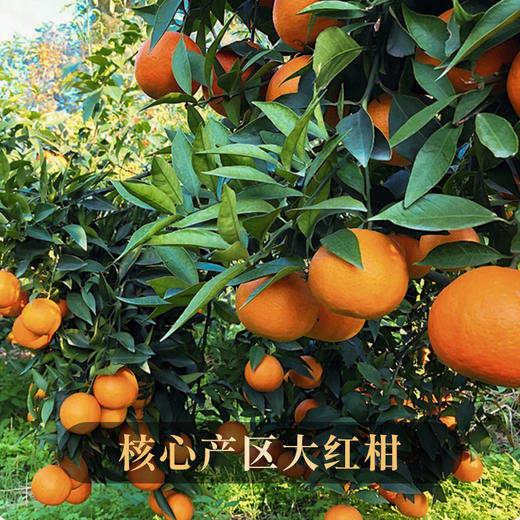 双12狂欢节【福利秒杀】【陈皮丝】正宗新会陈皮 泡水喝的陈皮茶 十年陈老皮中药材 新会源头直供 老手艺 年分足 20g/罐 商品图1