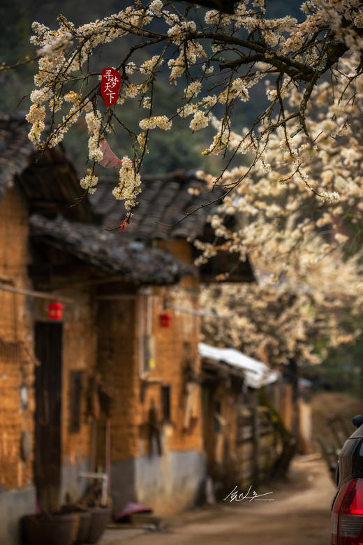 2月5日确定出发【清远】阳山千亩李花•水浪花谷2天摄影 商品图1
