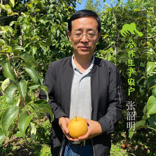 生态新世纪苹果 | 合作生产 *Ecological New Century Apple| Partner Production 商品图2