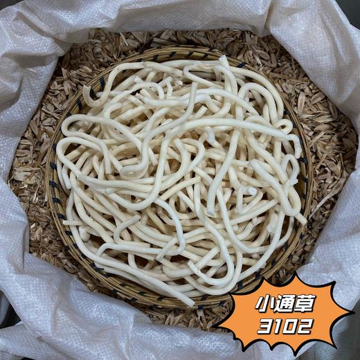大通草  小通草 商品图3