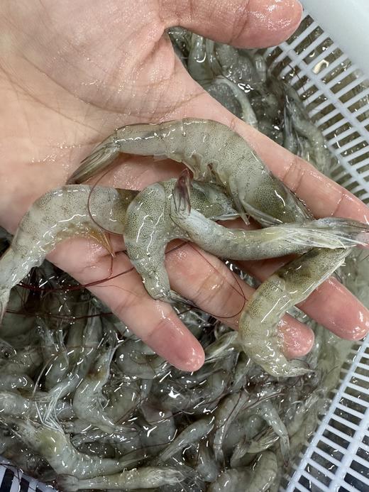 口感鲜、甜、嫩，东山岛小海虾 200g*5盒 商品图4