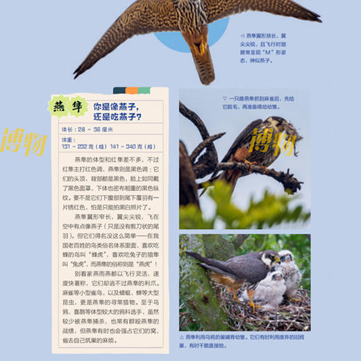 《博物》 2026年12期征订  商品图12