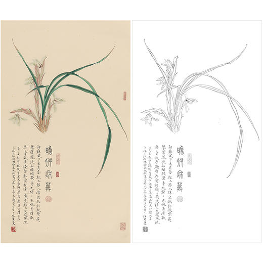 任重花鸟工笔画白描底稿《兰花》临摹勾线高清打印稿RD25 商品图0