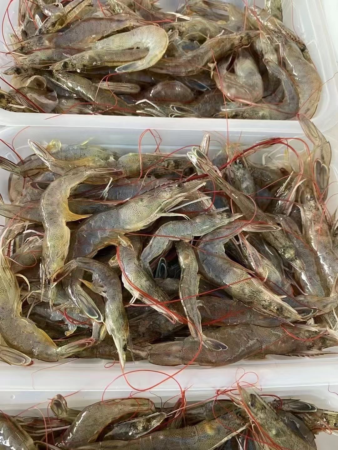 口感鲜、甜、嫩，东山岛小海虾 200g*5盒