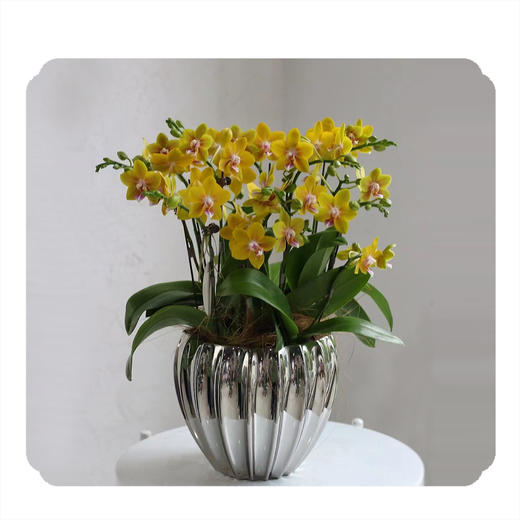 蝴蝶兰——黄金配角 商品图0