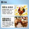 华畜禽健禽用催肥促长 商品缩略图3