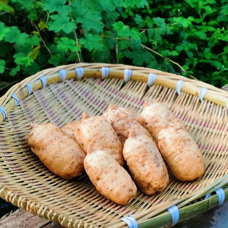 昭通小草坝乌天麻2斤（有机标准种植，267项农残0检出）