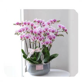 蝴蝶兰——8株粉钻石国风款