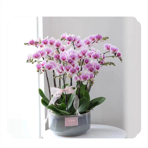蝴蝶兰——8株粉钻石国风款 商品图0