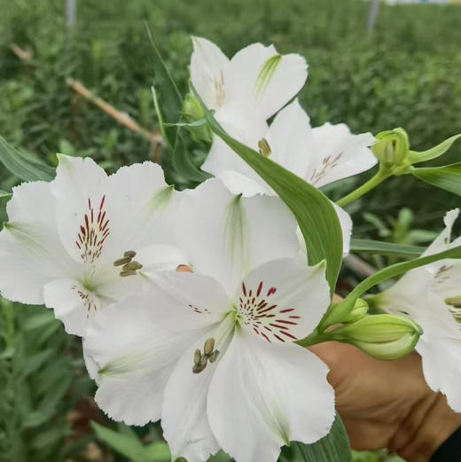 A级水仙百合.云朵白 商品图0