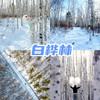 【东北·漠河】5天4晚·雪国列车遇见极光 2人成团（哈尔滨起止 | 马拉爬犁+北红村+北极村+圣诞村+鄂温克驯鹿园+乌苏里浅滩+漠河舞厅） 商品缩略图6