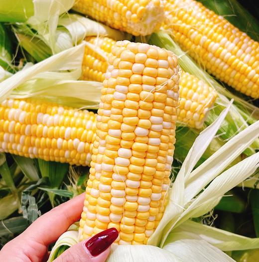 金银玉米 |蔬果 商品图0