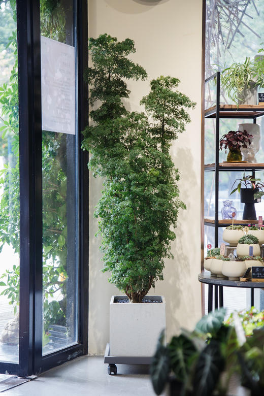 细叶福禄桐 商品图0