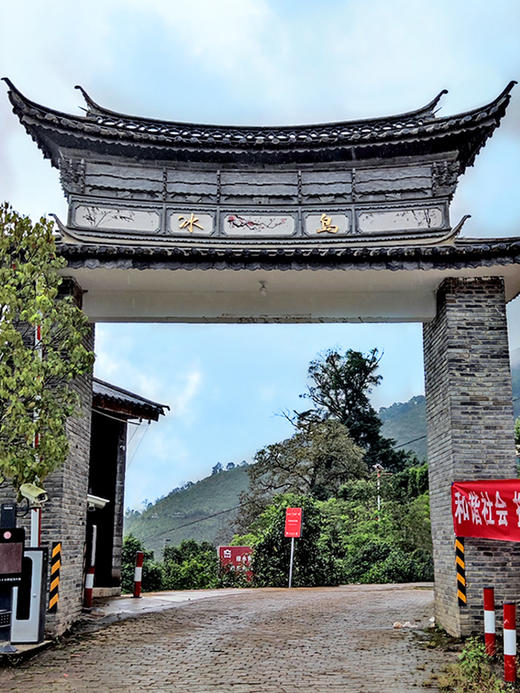 【圣兽凤凰】圣兽系列收官巨作！2020年冰岛老寨茶王古树占比90%，创世神秘配方，让口感更惊艳！7饼/箱 拍5箱发6箱 全球仅有60箱 商品图1