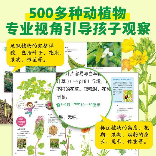 身边的大自然：全4册（7+岁） 商品图2