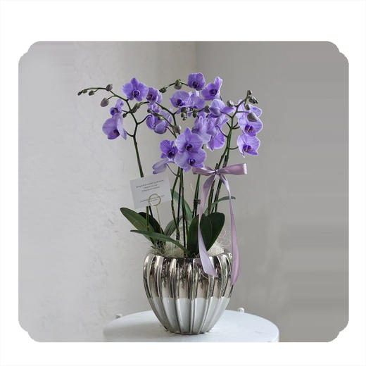 蝴蝶兰——马卡龙紫商务款 商品图0