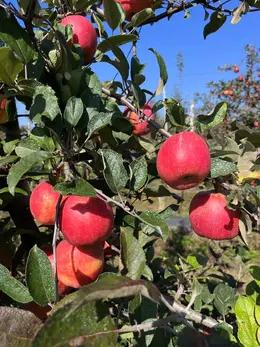 秦义蜜  今年新果 全发酵腐熟羊粪种植  绿色有机水果 果园直供 商品图2