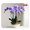 蝴蝶兰——马卡龙紫大盆 商品缩略图0