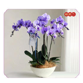 蝴蝶兰——马卡龙紫大盆
