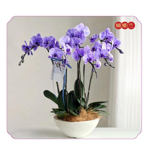 蝴蝶兰——马卡龙紫大盆 商品图0