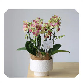 蝴蝶兰——三色鸟