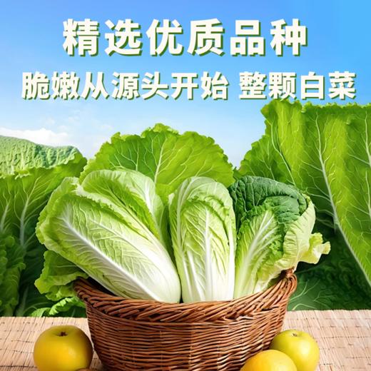 “益生菌酸菜”（颗装酸菜）  在传统陶瓷大缸由乳酸菌发酵而成 0防腐剂，免洗直接可食用 商品图1