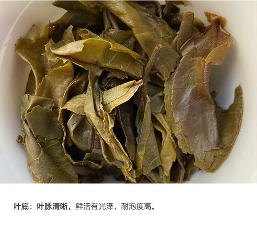 生普 | 2024年昔枝 昔归黄金叶 250g/片 商品图5