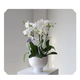 蝴蝶兰——4株白天鹅唯美款