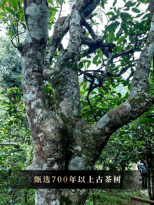 【圣兽凤凰】圣兽系列收官巨作！2020年冰岛老寨茶王古树占比90%，创世神秘配方，让口感更惊艳！7饼/箱 拍5箱发6箱 全球仅有60箱 商品图9