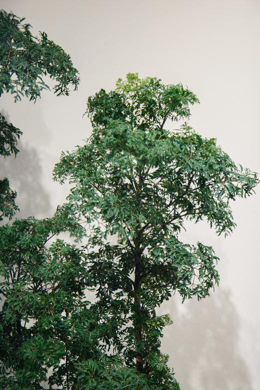 细叶福禄桐 商品图1