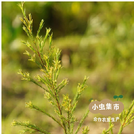 生态柠檬茶树厨用皂液 （洗碗液／洗洁液）600ml | 合作农友生产，来自广东中山五桂山，生产者：郝冠辉 ＆【公平贸易农人定价】 商品图11