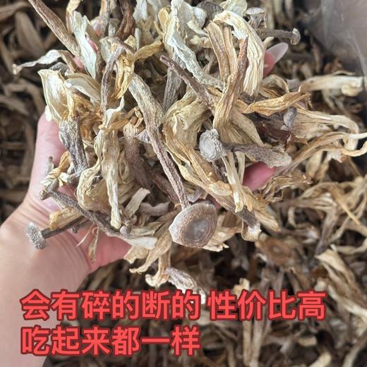 鹿茸菇特价 3袋送2袋 菌菇贵族 原产地道   属于丑菇  特价处理  会有断的碎的 泡发不影响食用 商品图0