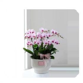 蝴蝶兰——杭州姑娘