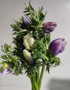 配花 | 银莲烟灰