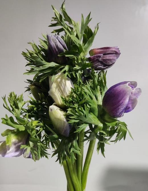 配花 | 银莲烟灰 商品图0