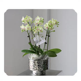 蝴蝶兰——绿如意