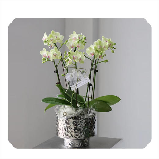 蝴蝶兰——绿如意 商品图0