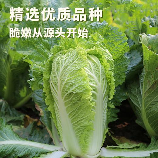 “益生菌酸菜”（颗装酸菜）  在传统陶瓷大缸由乳酸菌发酵而成 0防腐剂，免洗直接可食用 商品图3