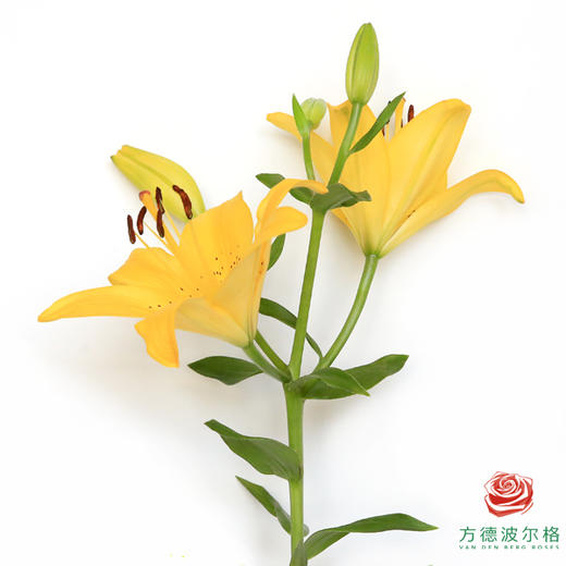 百合-黄钻 5枝/扎 商品图0