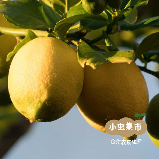 生态柠檬茶树厨用皂液 （洗碗液／洗洁液）600ml | 合作农友生产，来自广东中山五桂山，生产者：郝冠辉 ＆【公平贸易农人定价】 商品图10