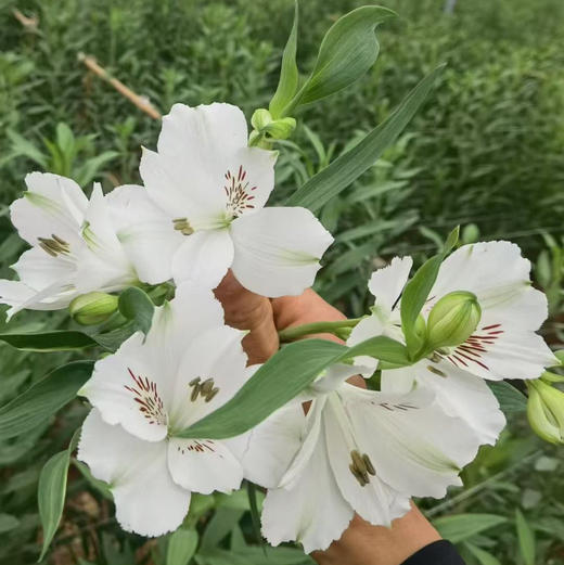 A级水仙百合.云朵白 商品图1