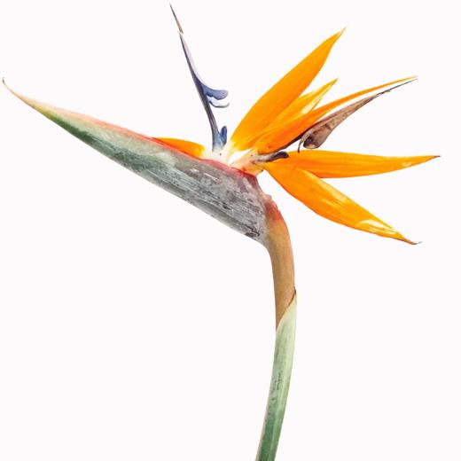 天堂鸟丨草花【打包运输还有轻微折痕介意勿拍】 商品图0