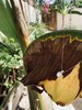 LHWINDSOR 白百合同款骄阳伴我香水瓶造型项链巴洛克珍珠颈链简约法式锁骨链 商品缩略图4