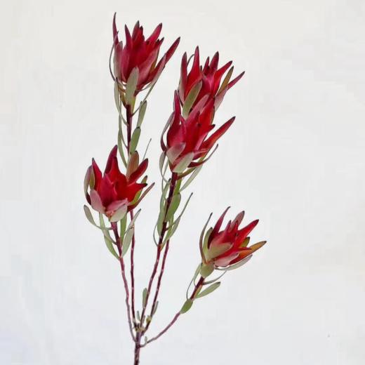 木百合丨3-5支【不可单拍，需要和花束一起下单】 商品图0