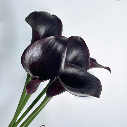海芋马蹄莲丨黑紫5支【不可单拍、需要和花束一起下单】 商品图0