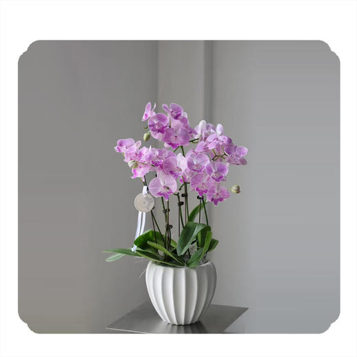 蝴蝶兰——樱花大舌头 商品图0